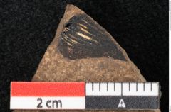 Foto (Detailansicht) von Araucaria sternbergii Goeppert (NHMW-GEO-2024-0188-8292)